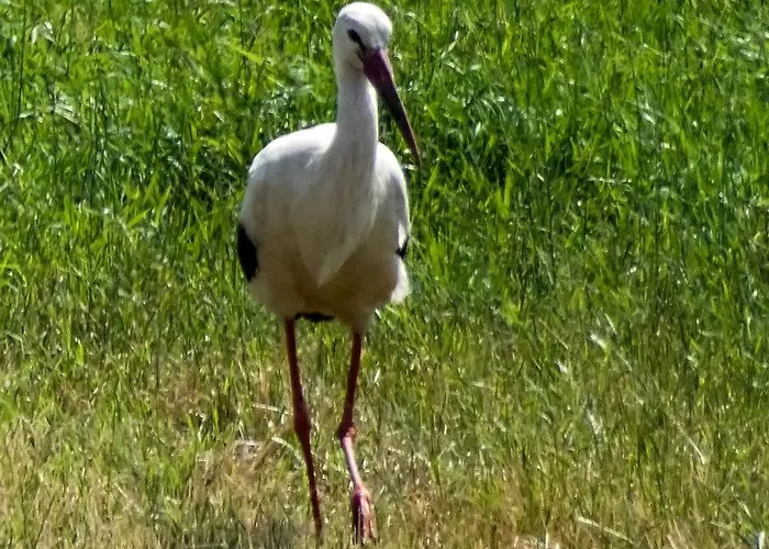 Elbauen-chalet Casa vacanze Cumlosen